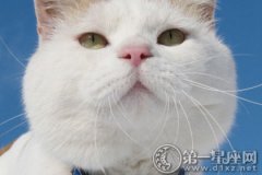 梦见猫抓我，吉凶指数：87