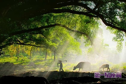 谷雨节气