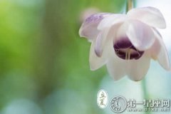 立夏种什么菜？十种自种蔬菜值得一试